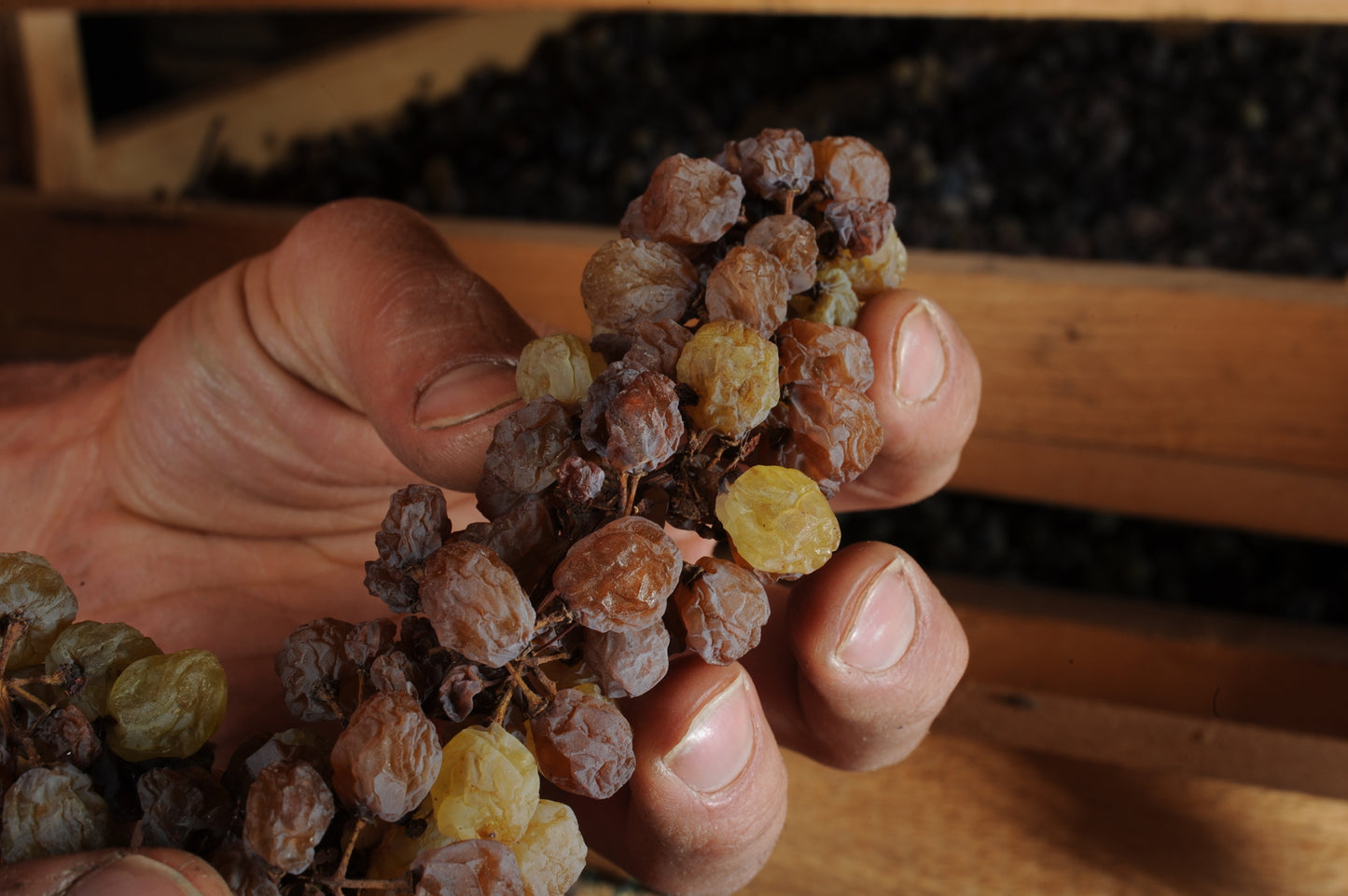 Vino Santo Nosiola Trentino Gino Pedrotti